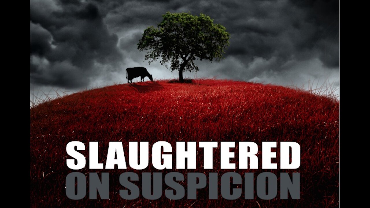 Insight: Slaughtered on Suspicion