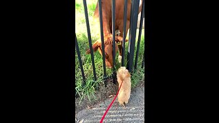 Excited Cavoodle Puppy Meets Friendly Cows