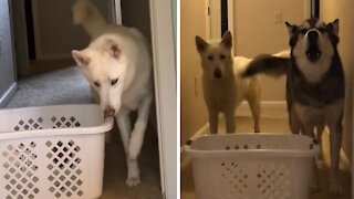 Laundry basket challenge yields opposite results for these two huskies