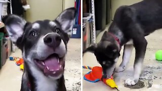 Puppy wants to play fetch but gets adorably distracted