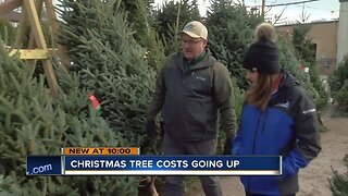 Real Christmas trees will cost you more this year