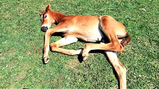 Sleepy young foal adorably stretches out to dream in the sunshine