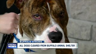 Buffalo Strong: Rescues clear the Buffalo Animal Shelter amid coronavirus outbreak