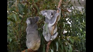 Koala tornano nella natura dopo essere stati salvati