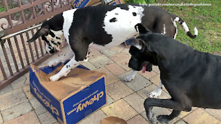 Clever Great Danes Have A Creative Method Of Opening A Box