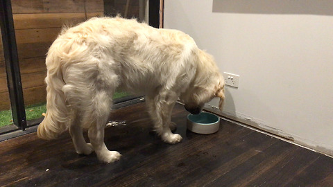 Dog terribly confused with new water bowl