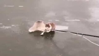 Cat rescued from frozen lake in Russia