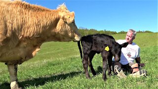 Cow comes to pick up calf from "babysitter"