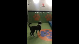 Goofy dog spins in circles while watching rotating fan