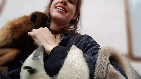 Being a foster mom to monkeys and anteaters is... an interesting job...