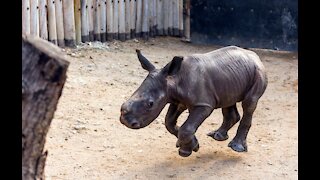 Charging Baby Rhino