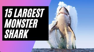 15 Largest Monster Sharks Ever Caught on Camera