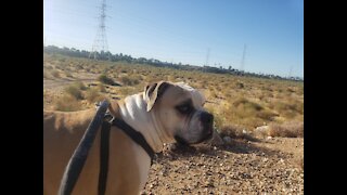A regal American Bulldog surveys his surroundings