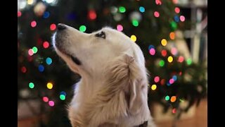 Dog helps owner decorate Christmas tree
