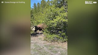 Bison picks a fight ... with a tree!