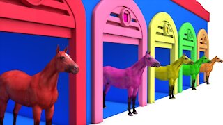 Learn Color Learn Shapes Horse W Learn Animals Cartoon Nursery Rhymes for Children