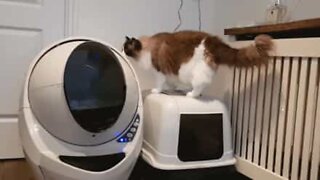 Timo-kissa ja kissanhiekkalaatikko tulevaisuudesta