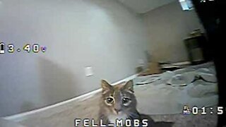 Cat destroys owner's drone