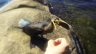 Wild aquatic bird comes up on shore to be hand fed a fish