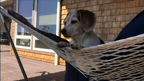 Beagle in a Hammock