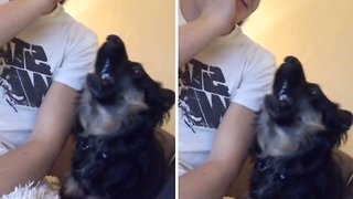 Hilarious dog imitates siren
