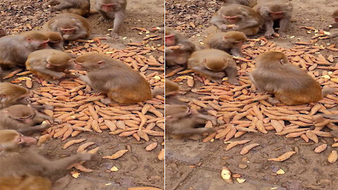 Monkeys eat potatoes together in the forest