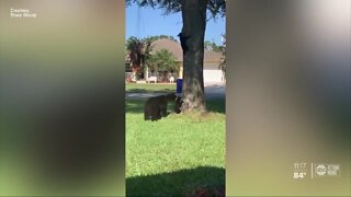 Neighbors spot mama bear, 2 cubs in Sebring