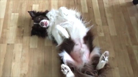 Dog enthusiastically shows his belly on command