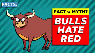 Fact or Myth: Bulls Hate Red?