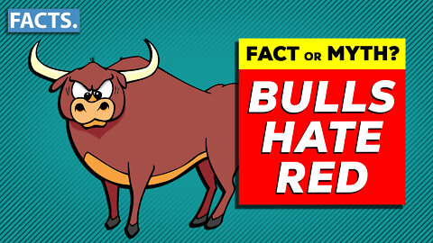 Fact or Myth: Bulls Hate Red?