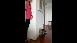 Cat Literally Jumps In Excitement During Hide-and-seek With Owner