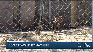Dog Attacked By Machete