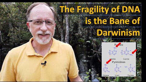 The fragility of DNA is the bane of Darwinism