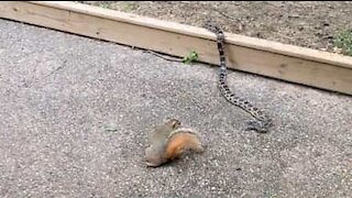 Fearless squirrel sizes up snake!