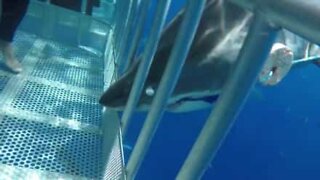 Hai gjør et voldsomt angrep på et dykkerbur