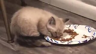 Kitten makes funny noises while eating