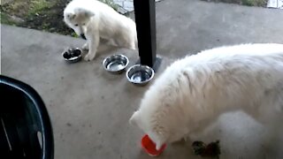 Jealous Puppy Hides Food Bowl From The Other Dogs