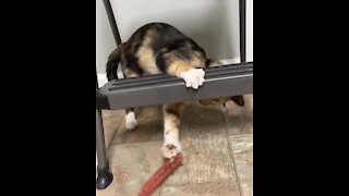 Kitten Can't Stop Playing With A Tasty Hot Dog