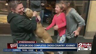 Stolen dog completes cross-country journey