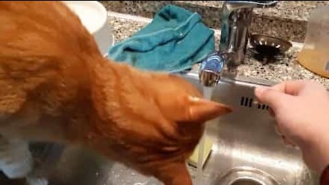 Gato tenta beber água sempre que o dono lava as mãos