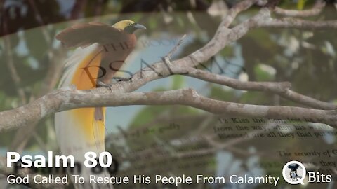 PSALM 080 // GOD IMPLORED TO RESCUE HIS PEOPLE FROM THEIR CALAMITIES
