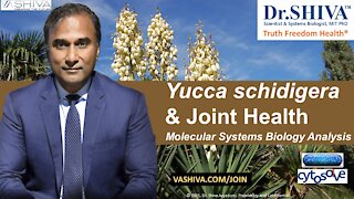 2 Ways How Yucca Affects Joint Health