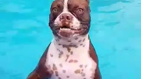 Boston Terrier stops swimming just to smile for the camera