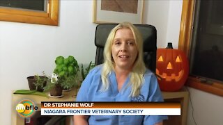 PET TALK TUESDAY - PETS AND HALLOWEEN