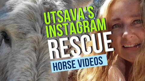 Utsava's Instagram RESCUE STORIES