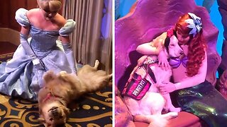 ADORABLE GOLDEN RETRIEVER IS DISNEY’S BIGGEST FAN AS HE FAWNS OVER CHARACTERS