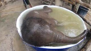 Baby elephant loves baths!