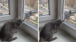 Cat tries to make contact with pigeons outside window