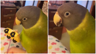 Parrot gets humorously angry after owner ruins his playtime
