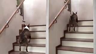 Cheerful Bull Terrier Bounces Up Stairs